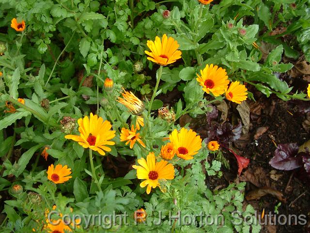 calendula single